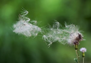 风舞草 王崴 -《水墨流觞》