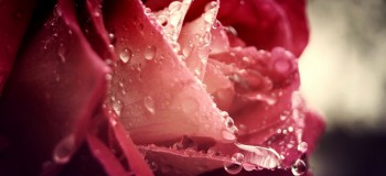【现代诗歌】玫瑰的眼泪 文/燚冰