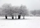 【网络投稿】雪之梦 文/燚冰