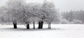 【网络投稿】雪之梦 文/燚冰