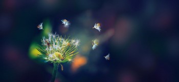 行风知心境 文/文心惟木