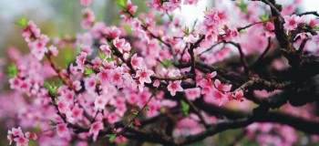 【古典诗词】三月桃花 （外二首）