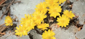 【古典诗词】山中访冰凌花