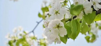 梨花情 （三首）