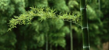 【古典诗词】竹韵