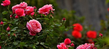 灿如桃花笑靥红